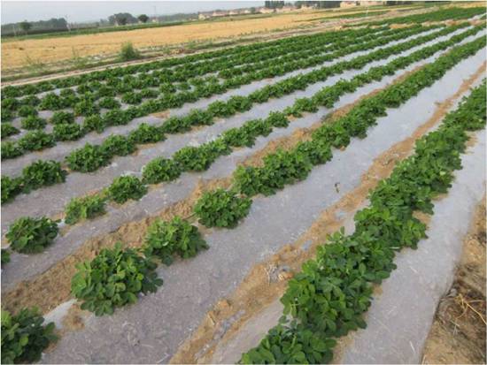 農(nóng)田里的塑料地膜 農(nóng)田里的塑料地膜